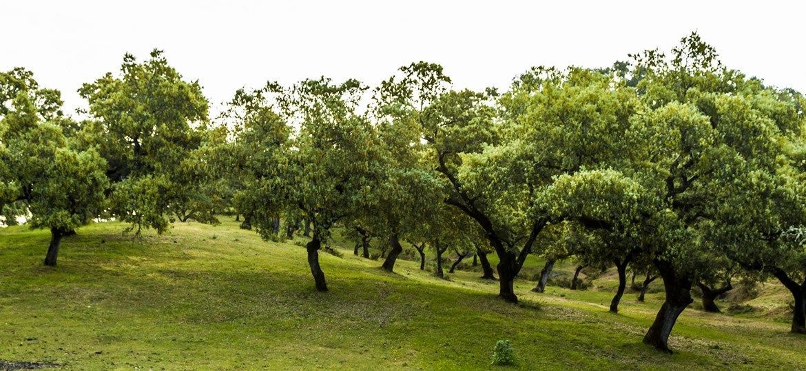 Productos únicos de origen único