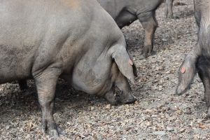 Cerdo de bellota 100% ibérico. Criado en libertad y alimentado de BELLOTAS_Jamones Carvajal