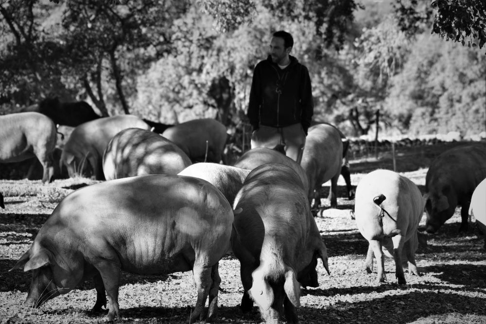 DIARIO DEL CERDO DE BELLOTA 100% IBÉRICO