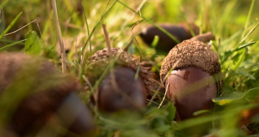 La bellota, el manjar del pata negra
