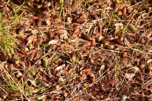 Bellotas en época de montanera.