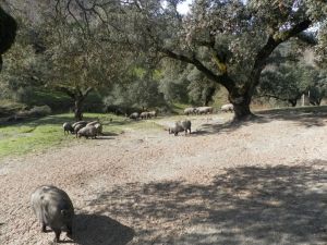 Libertad, campo, bellotas, el pata negra de Jamones Carvajal.