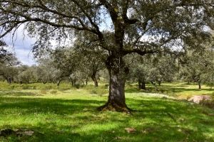 La- Sierra- de -Huelva-Jamones-Carvajal-en-Jabugo