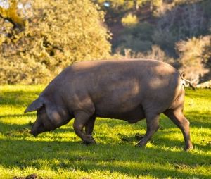 cerdo-100%ibérico-de-bellota-Jamones-Carvajal