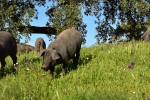 cerdo-100%ibérico-de-bellota-Jamones-Carvajal- en- Jabugo