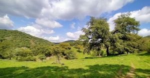 naturaleza-vida-ibéricos-Jamones-Carvajal-en-Jabugo