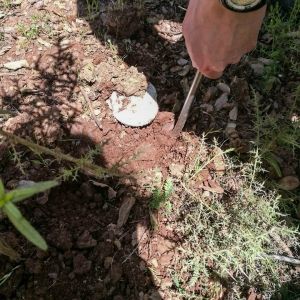 gurumelos-de-la-Sierra-de-Jabugo-Jamones-Carvajal