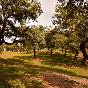 el-campo-origen-de-Jamones Carvajal-en-Jabugo