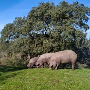 etapa-de-cría-ibéricos-montanera-Jabugo-Jamones Carvajal