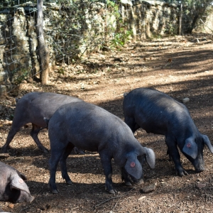 marranos-de-Jabugo-Jamones Carvajal