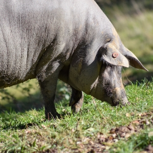cerdo-bellota-100%ibérico-Jamones Carvajal- en-Jabugo