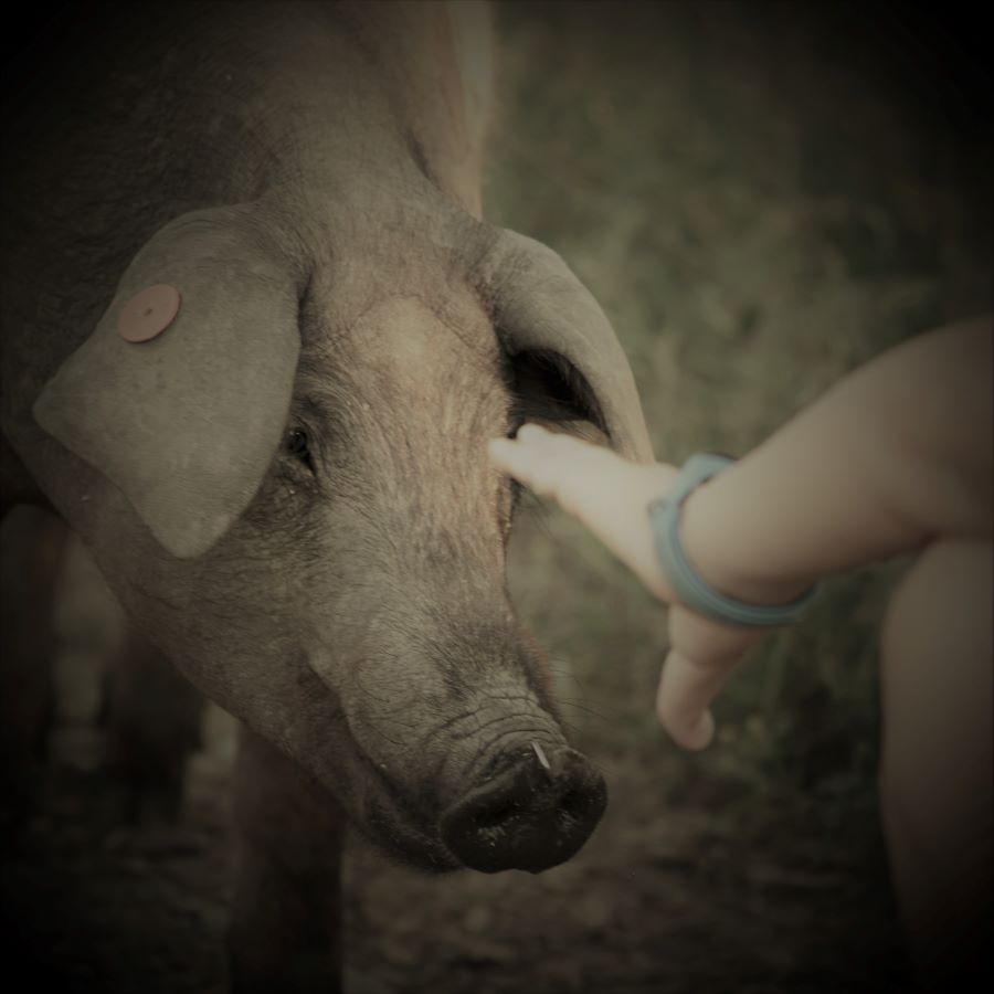 SANSÓN EL IBÉRICO MAS FUERTE