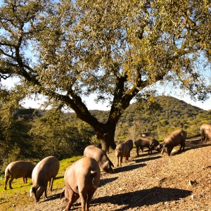 Cerdos-ibéricos-de-bellota-Jamones Carvajal-en-Jabugo