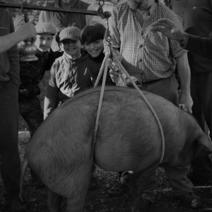 Cerdo-ibérico-de-bellota-Jamones Carvajal-de-Jabugo