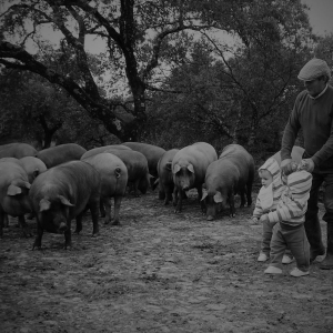 Desde-pequeños-conocemos- el-cerdo-ibérico-su-mundo-Jamones Carvajal