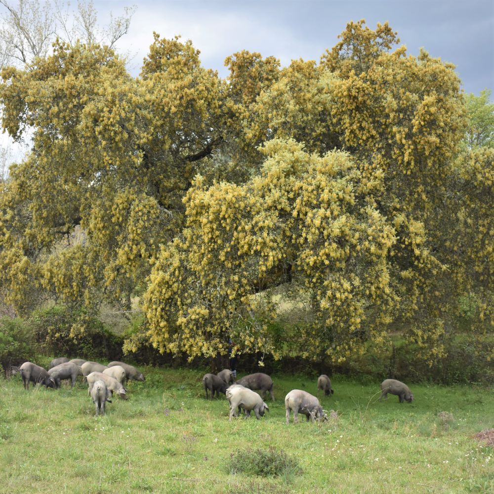 PRIMAVERA IBÉRICA