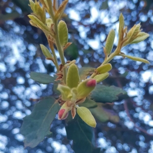 flor-de-encina-femenina-Jamones Carvajal-de-Jabugo