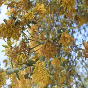 Flor-de-encinas-Jamones Carvajal-de-Jabugo