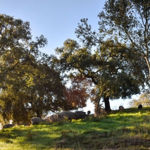 cerdo-ibérico-de-bellota-de- Jabugo-Jamones Carvajal