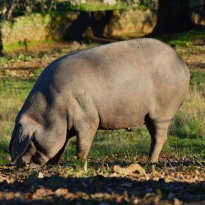 Cerdo-ibérico-100%- de-bellota-de-.Jamones Carvajal- Jabugo