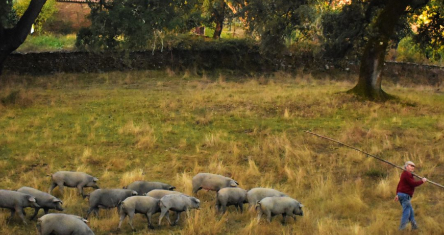 La-alimentación-del-cerdo-ibérico-de-Jabugo-Jamones Carvajal