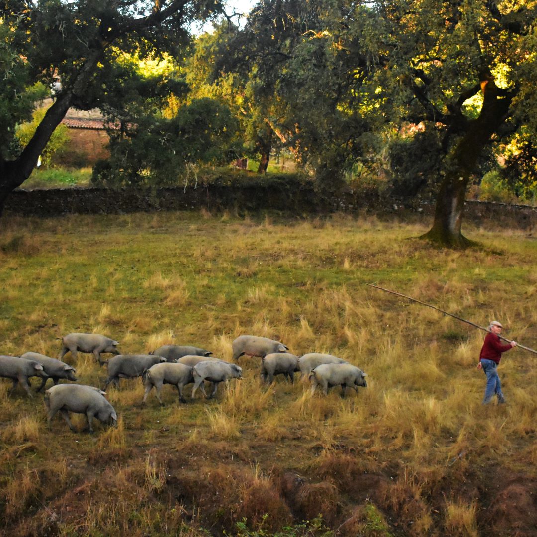 EL CERDO IBÉRICO Y SU ALIMENTACIÓN