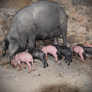 La-alimentación-del-cerdo-ibérico-de-Jabugo-Jamones Carvajal