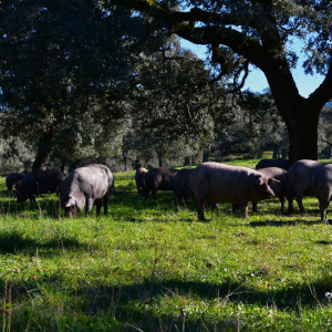 La-alimentación-del-cerdo-ibérico-de-Jabugo-Jamones Carvajal