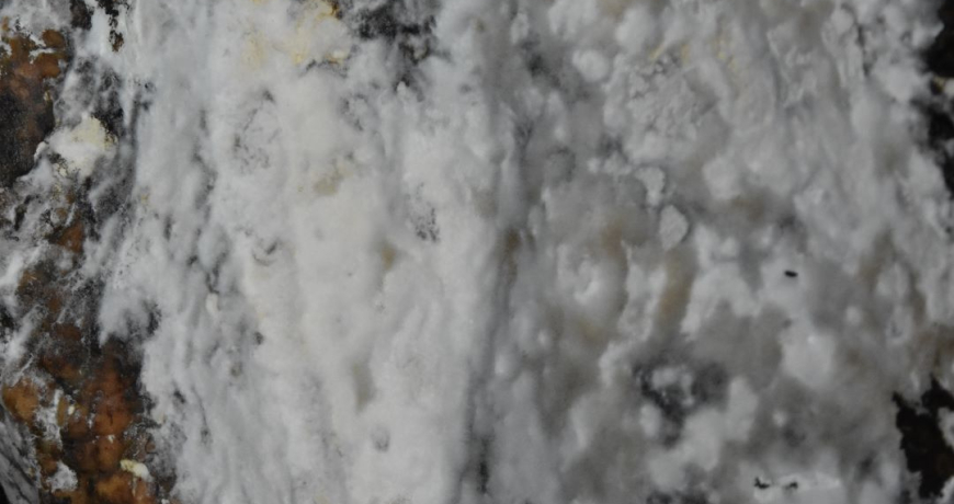 Conservación-ibéricos-en-invierno-Jamones Carvajal-Jabugo