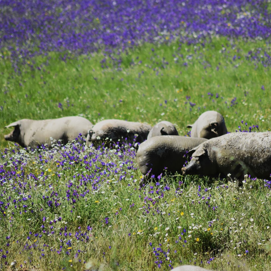El cerdo ibérico en primavera _Jamones Carvajal
