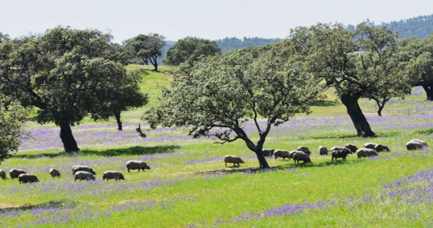 El cerdo ibérico en primavera _Jamones Carvajal