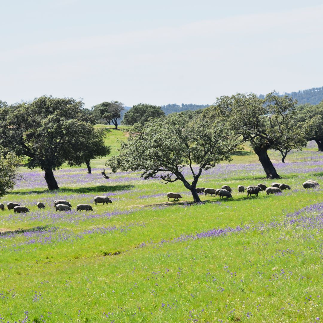 El cerdo ibérico en primavera