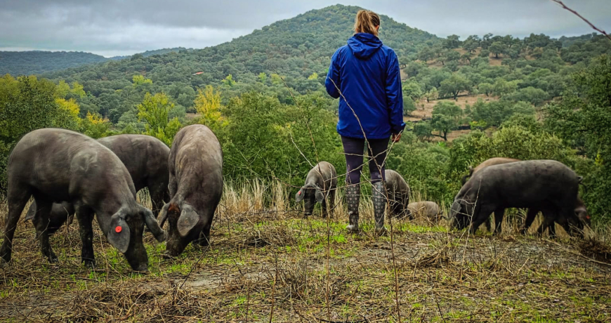 La mujer rural y el ibérico._ Jamones Carvajal