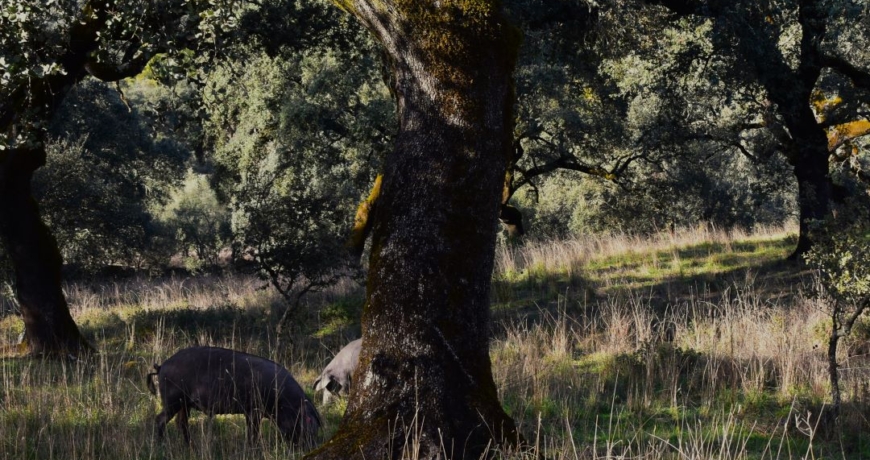 La dehesa es el hogar del pata negra de Jabugo, _Jamones Carvajal