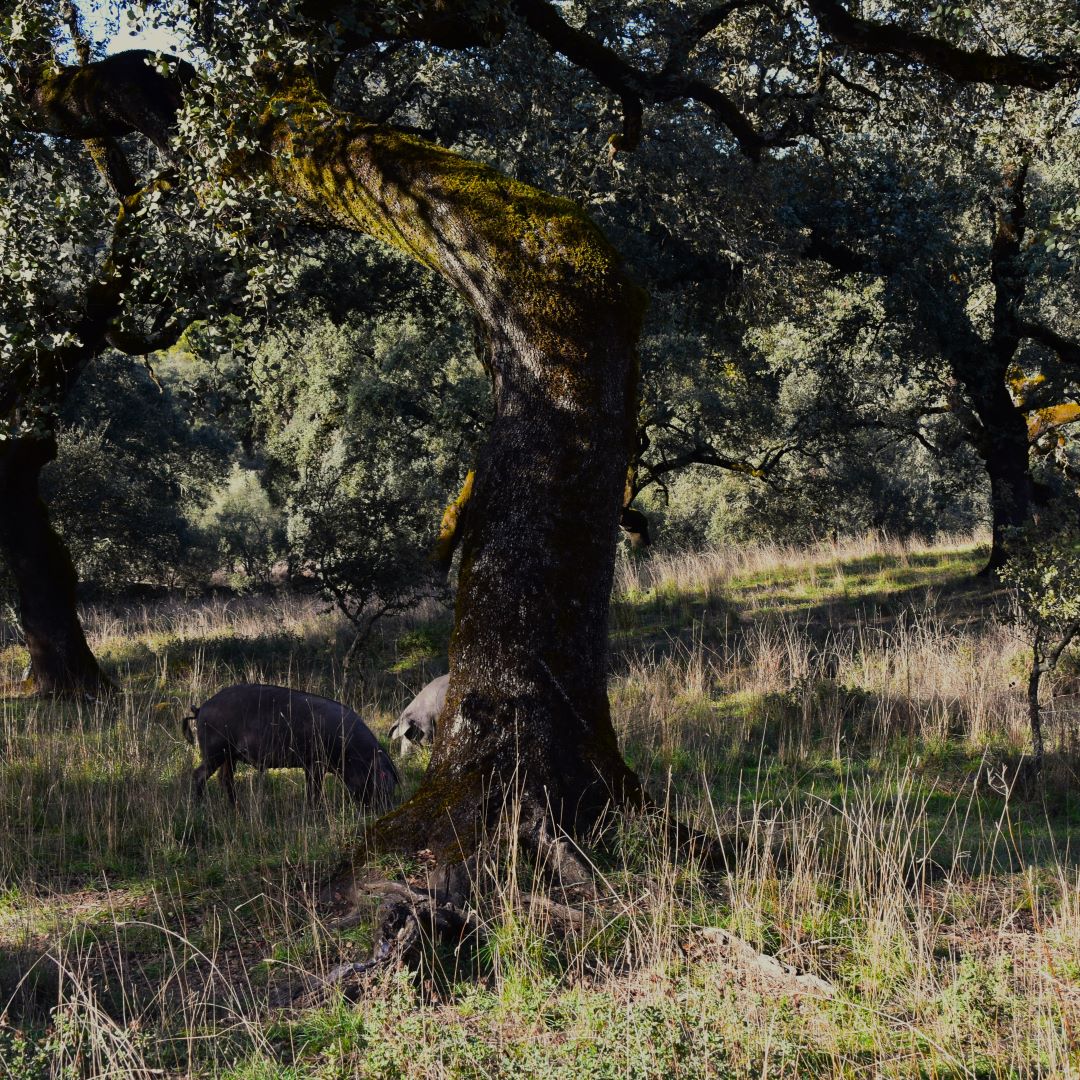 LA DEHESA,  ENTORNO NATURAL DEL CERDO IBÉRICO