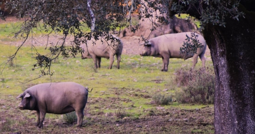 la importancia del origen del cerdo ibérico de Jabugo_Jamones Carvajal