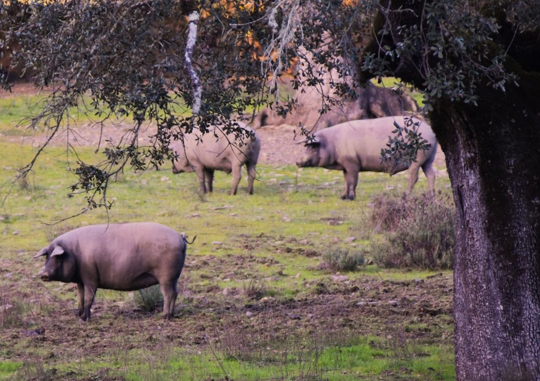 LA IMPORTANCIA DEL ORIGEN DEL CERDO IBÉRICO