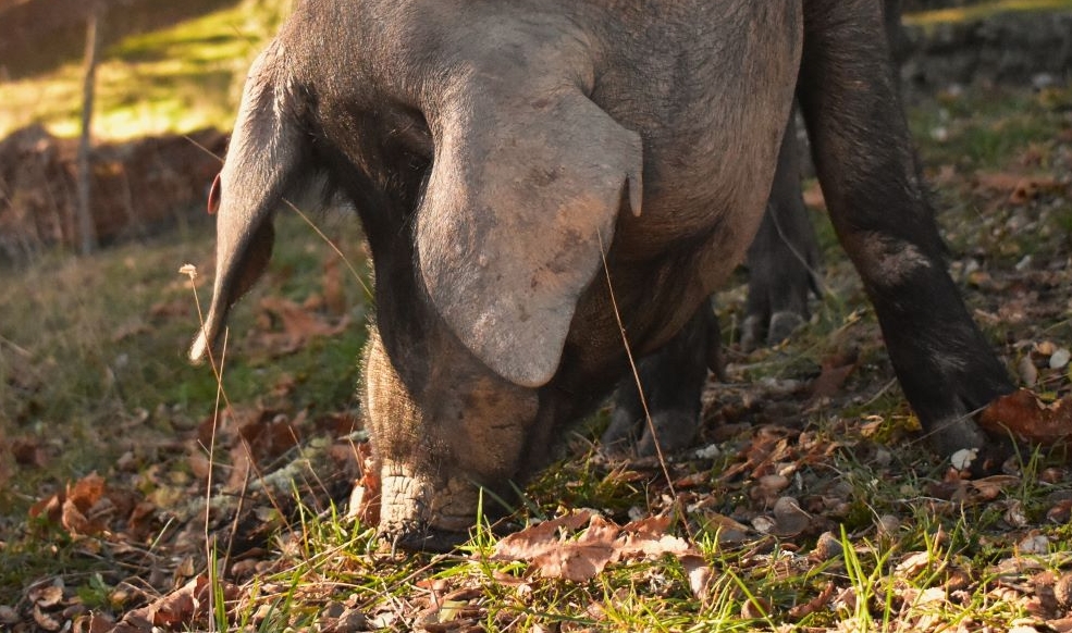 MONTANERA, EL ALMA DEL IBÉRICO